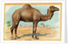 Camel Postcard by Anonymous