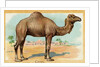 Camel Postcard by Anonymous