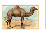 Camel Postcard by Anonymous