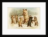 Postcard of Dancing Pigs by Anonymous