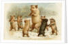 Postcard of Dancing Pigs by Anonymous