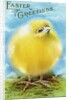 Easter Greetings Postcard with a Chick by Anonymous