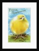 Easter Greetings Postcard with a Chick by Anonymous
