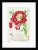 Would You be Willing to See a Miss if You Saw Her Face in a Flower Like This? Postcard by Anonymous