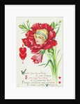 Would You be Willing to See a Miss if You Saw Her Face in a Flower Like This? Postcard by Anonymous