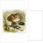 The Elf-King Asleep Illustration by Richard Doyle