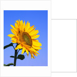 Giant Sunflower by Anonymous