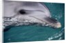 Close-Up of Dolphin by Anonymous