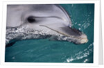 Close-Up of Dolphin by Anonymous