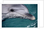 Close-Up of Dolphin by Anonymous