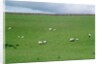 Sheep on Hillside in Ireland by Anonymous
