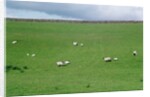 Sheep on Hillside in Ireland by Anonymous