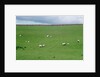 Sheep on Hillside in Ireland by Anonymous