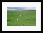 Sheep on Hillside in Ireland by Anonymous