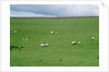 Sheep on Hillside in Ireland by Anonymous
