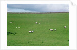 Sheep on Hillside in Ireland by Anonymous