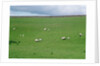 Sheep on Hillside in Ireland by Anonymous