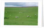 Sheep on Hillside in Ireland by Anonymous