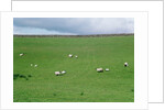 Sheep on Hillside in Ireland by Anonymous