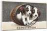 Expectation Postcard by Anonymous