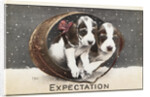 Expectation Postcard by Anonymous