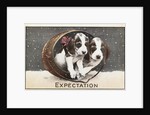 Expectation Postcard by Anonymous