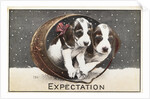 Expectation Postcard by Anonymous