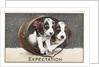 Expectation Postcard by Anonymous