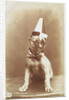 Postcard of a Boxer Puppy Wearing a Party Hat by A.G. Steglitz