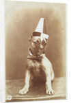 Postcard of a Boxer Puppy Wearing a Party Hat by A.G. Steglitz