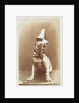 Postcard of a Boxer Puppy Wearing a Party Hat by A.G. Steglitz