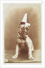 Postcard of a Boxer Puppy Wearing a Party Hat by A.G. Steglitz