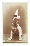 Postcard of a Boxer Puppy Wearing a Party Hat by A.G. Steglitz