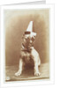Postcard of a Boxer Puppy Wearing a Party Hat by A.G. Steglitz