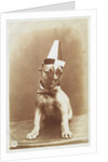 Postcard of a Boxer Puppy Wearing a Party Hat by A.G. Steglitz
