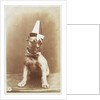 Postcard of a Boxer Puppy Wearing a Party Hat by A.G. Steglitz