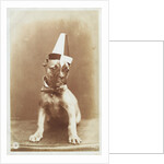 Postcard of a Boxer Puppy Wearing a Party Hat by A.G. Steglitz
