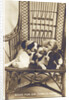 Room For One More In Front Photographic Postcard by Anonymous