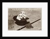 We Hope We're Not Forgotten Photographic Postcard by Anonymous