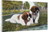 Color Print Postcard with Two St. Bernard Puppies by Anonymous
