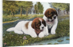 Color Print Postcard with Two St. Bernard Puppies by Anonymous