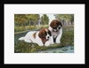 Color Print Postcard with Two St. Bernard Puppies by Anonymous