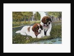 Color Print Postcard with Two St. Bernard Puppies by Anonymous