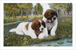 Color Print Postcard with Two St. Bernard Puppies by Anonymous