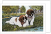 Color Print Postcard with Two St. Bernard Puppies by Anonymous