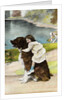 Color Print Postcard Showing Girl Hugging a Bernese Mountain Dog by Anonymous