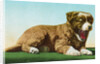Postcard of St. Bernard Puppy Yawning by Anonymous