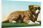 Postcard of St. Bernard Puppy Yawning by Anonymous