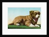 Postcard of St. Bernard Puppy Yawning by Anonymous