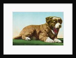 Postcard of St. Bernard Puppy Yawning by Anonymous
